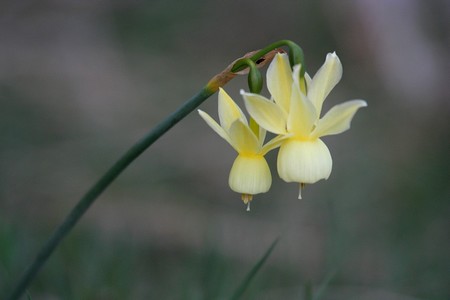 Narcissus pallidulus